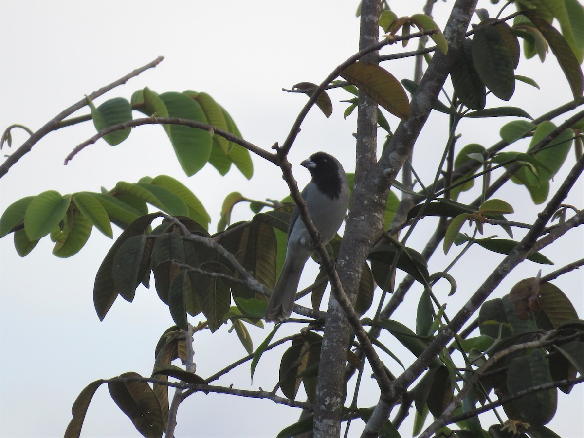 Black-faced Tanager - ML174015471