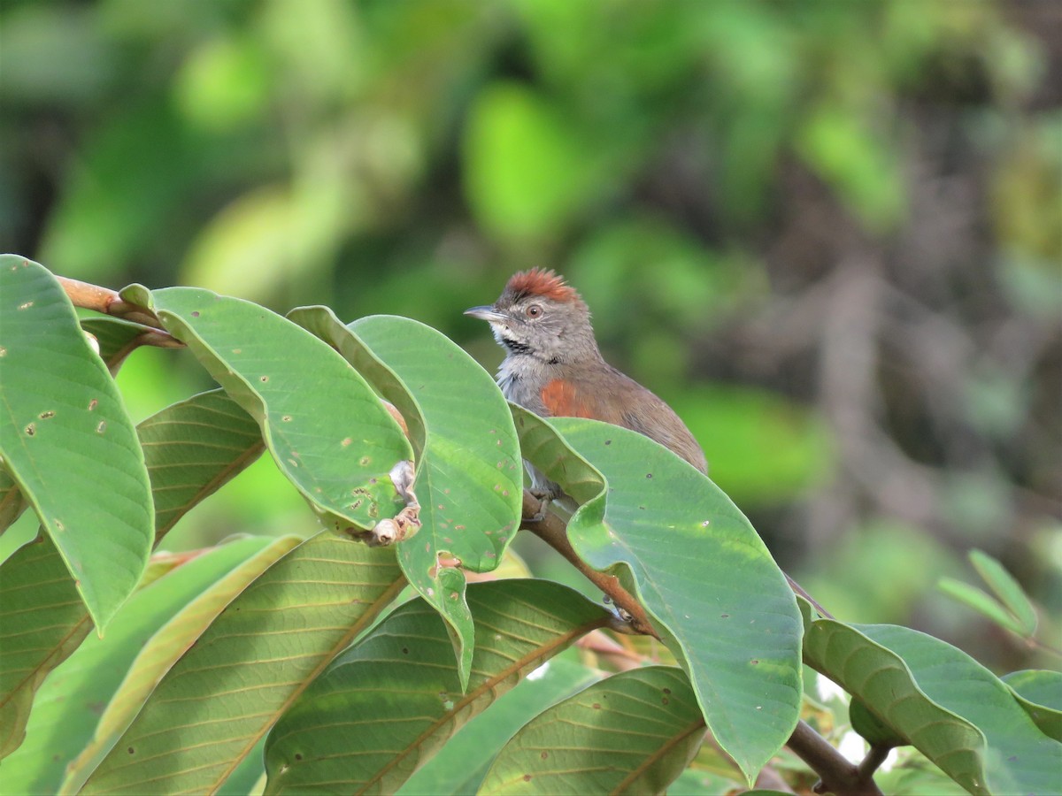 Pale-breasted Spinetail - ML174015481