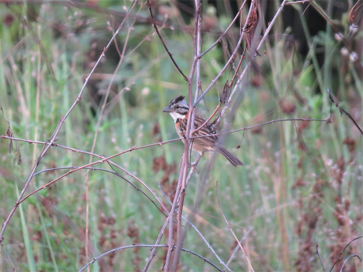 Rufous-collared Sparrow - ML174015531