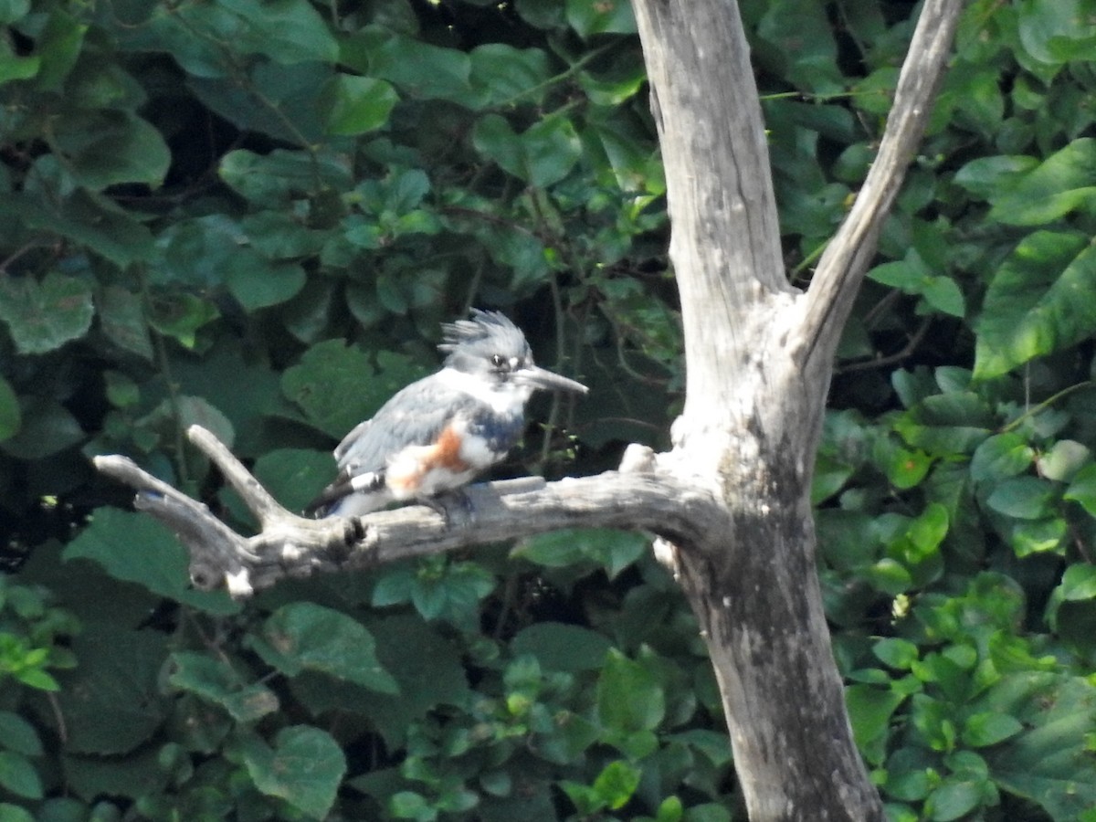 Belted Kingfisher - ML174016031
