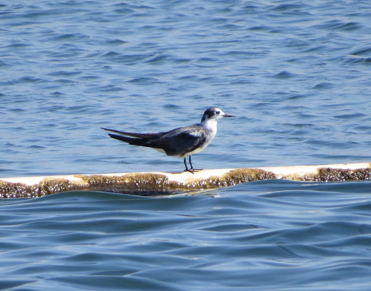 Black Tern - ML174016391