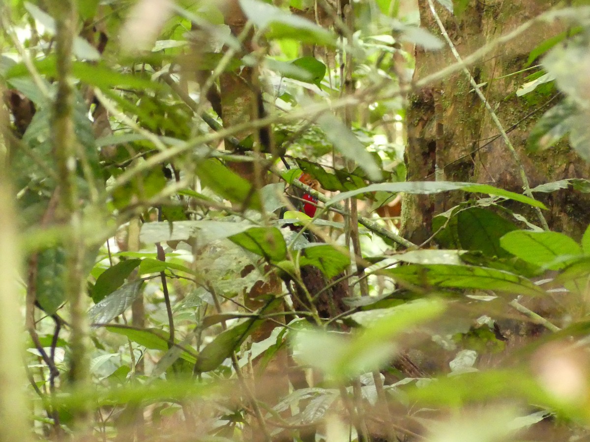 Blue-banded Pitta - ML174021231