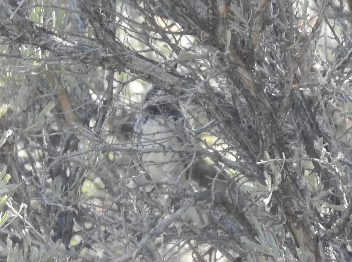 Black-throated Gray Warbler - Malise Prieto