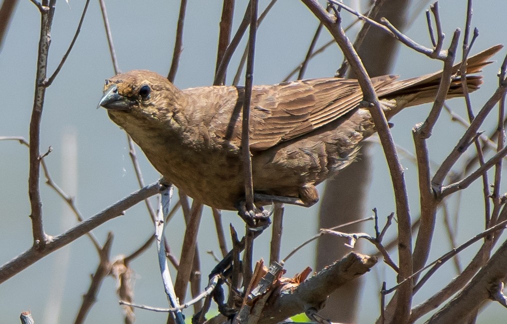 Brown-headed Cowbird - ML174032731