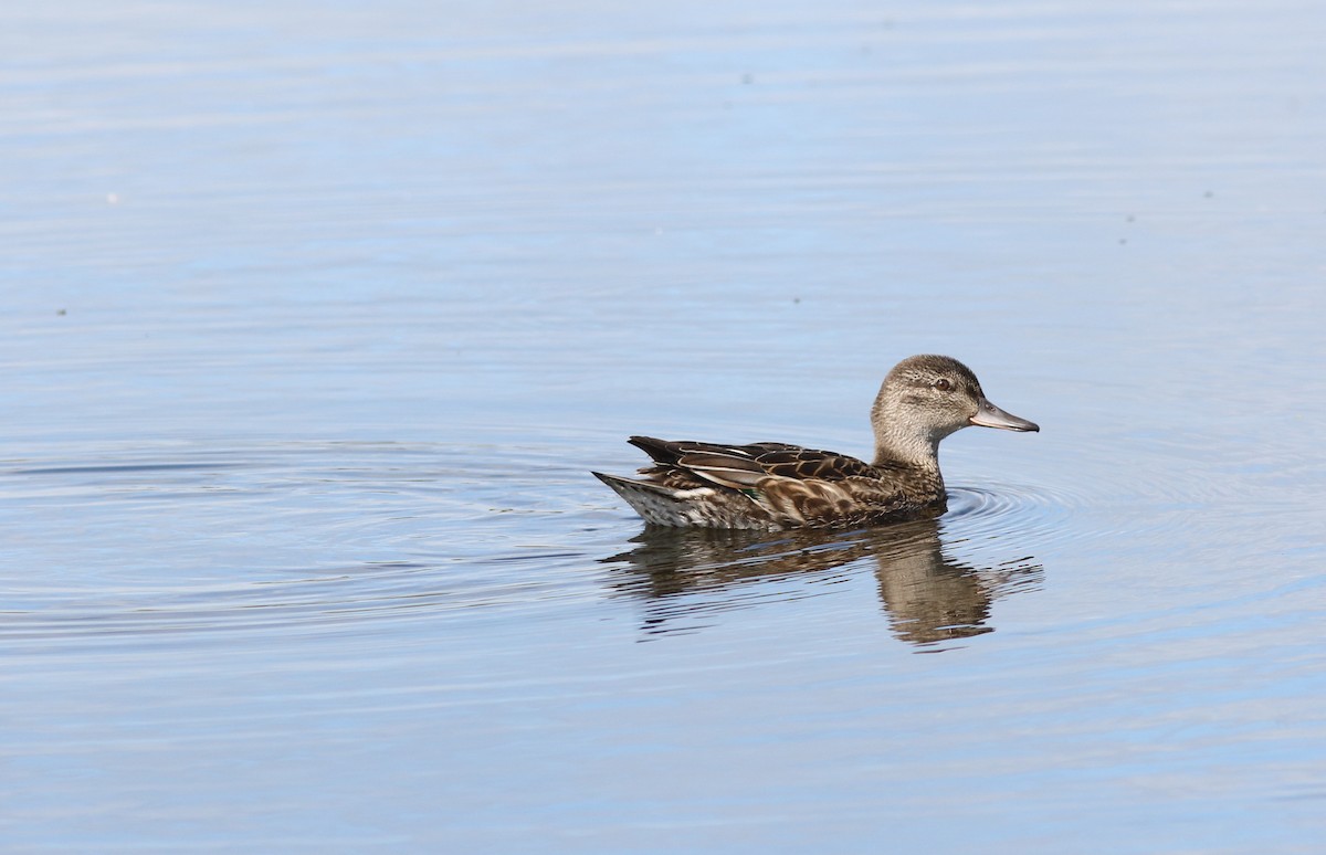 Green-winged Teal - ML174035101