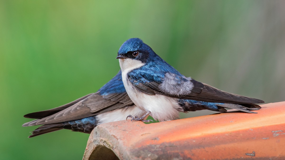 Blue-and-white Swallow - Giovan Alex