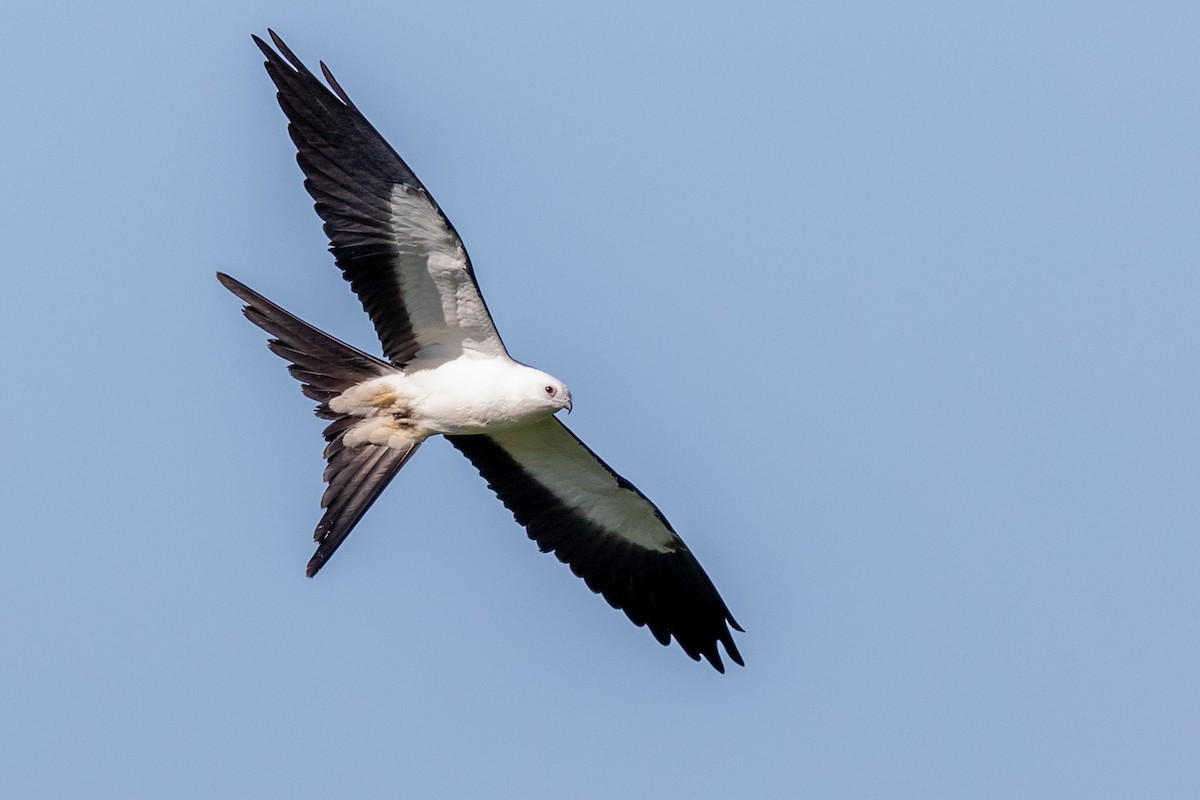 Swallow-tailed Kite - ML174040551