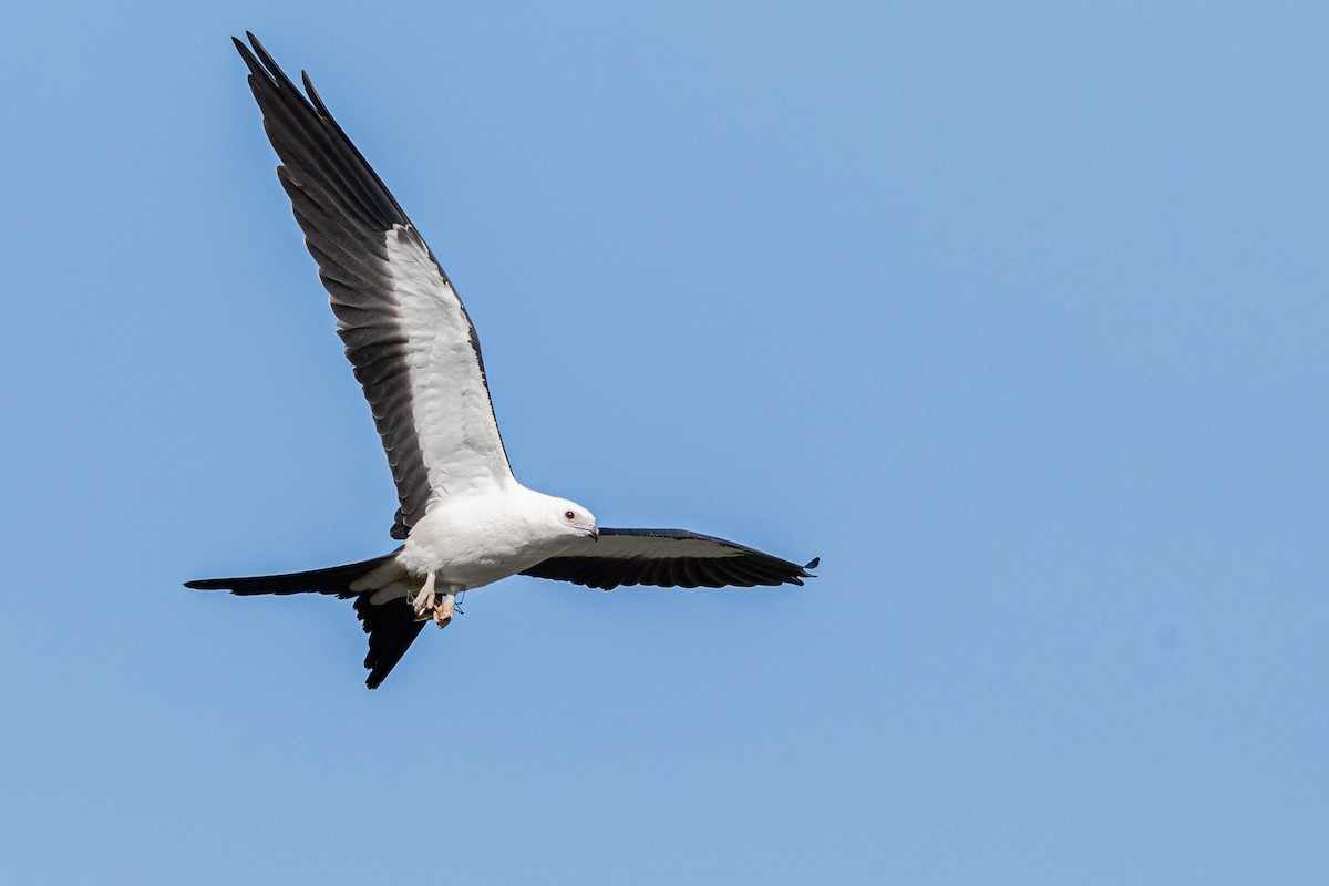 Swallow-tailed Kite - ML174040571