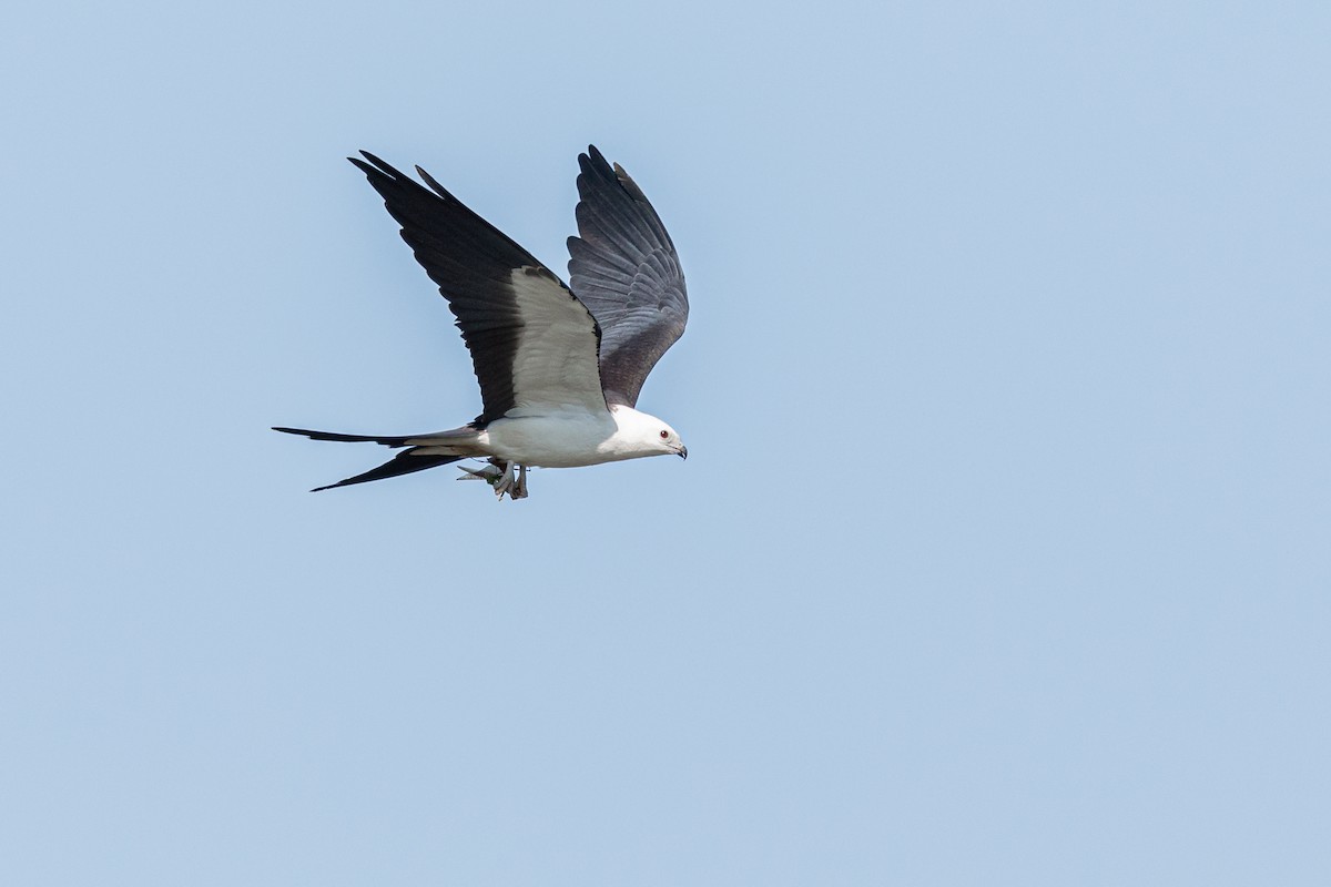 Swallow-tailed Kite - ML174040611