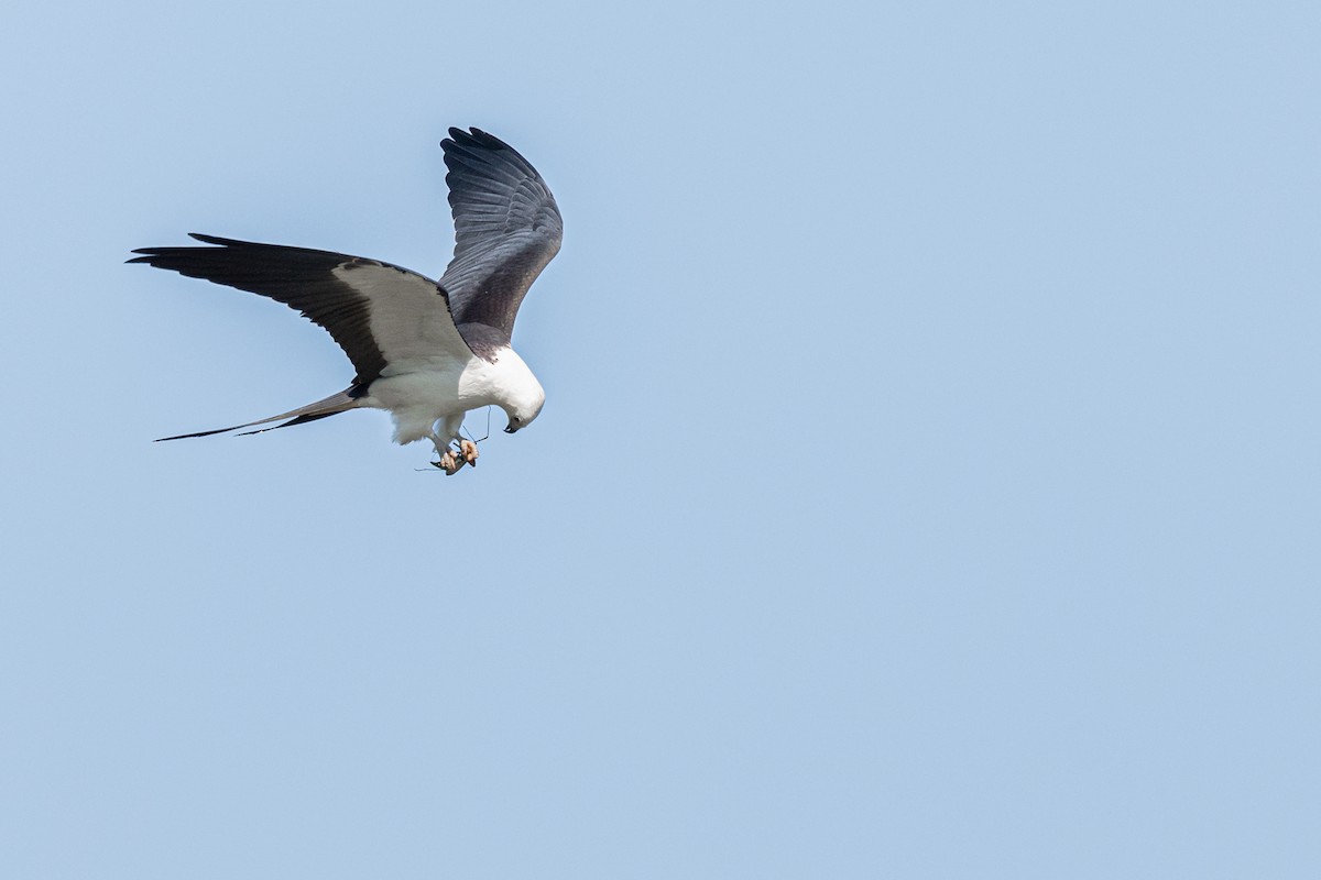Swallow-tailed Kite - ML174040621