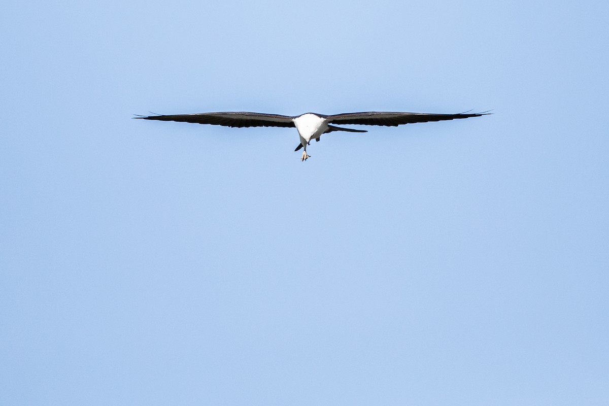 Swallow-tailed Kite - ML174040841