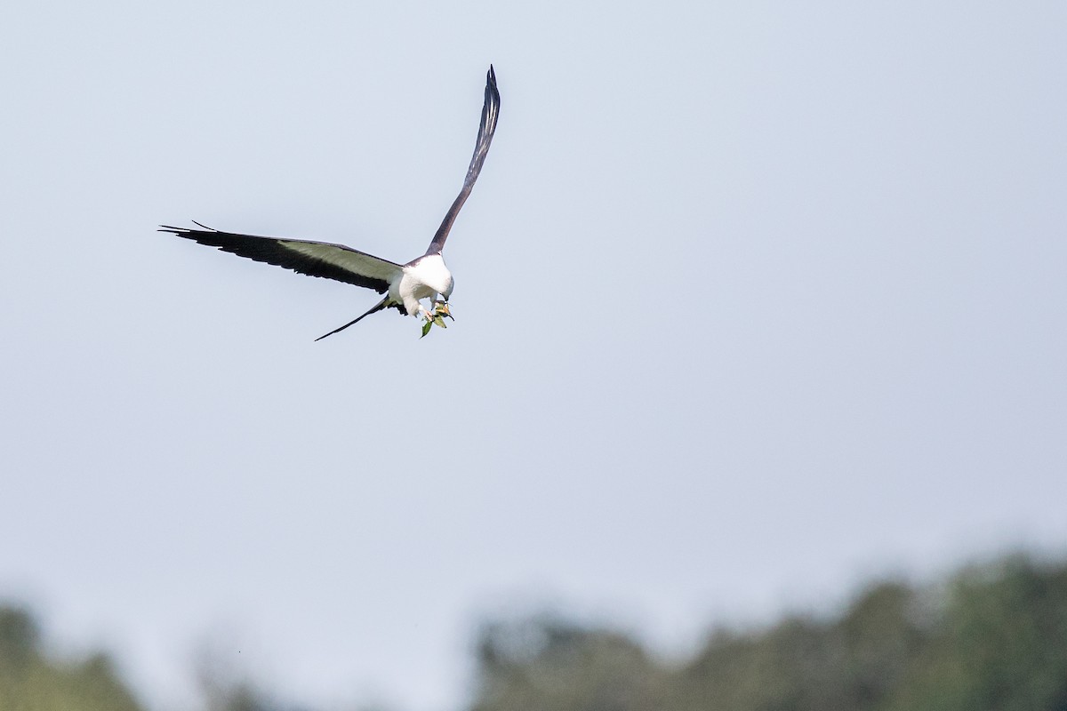 Swallow-tailed Kite - ML174040911