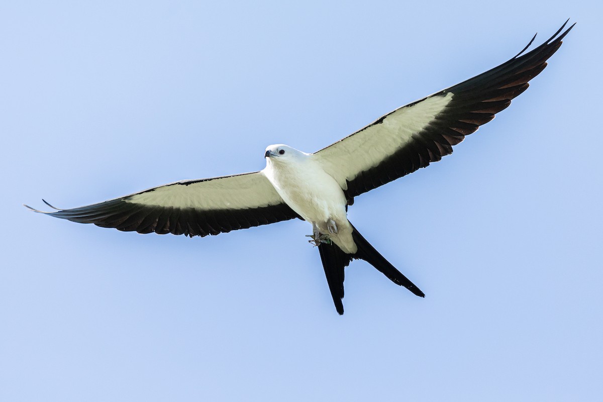 Swallow-tailed Kite - ML174040981