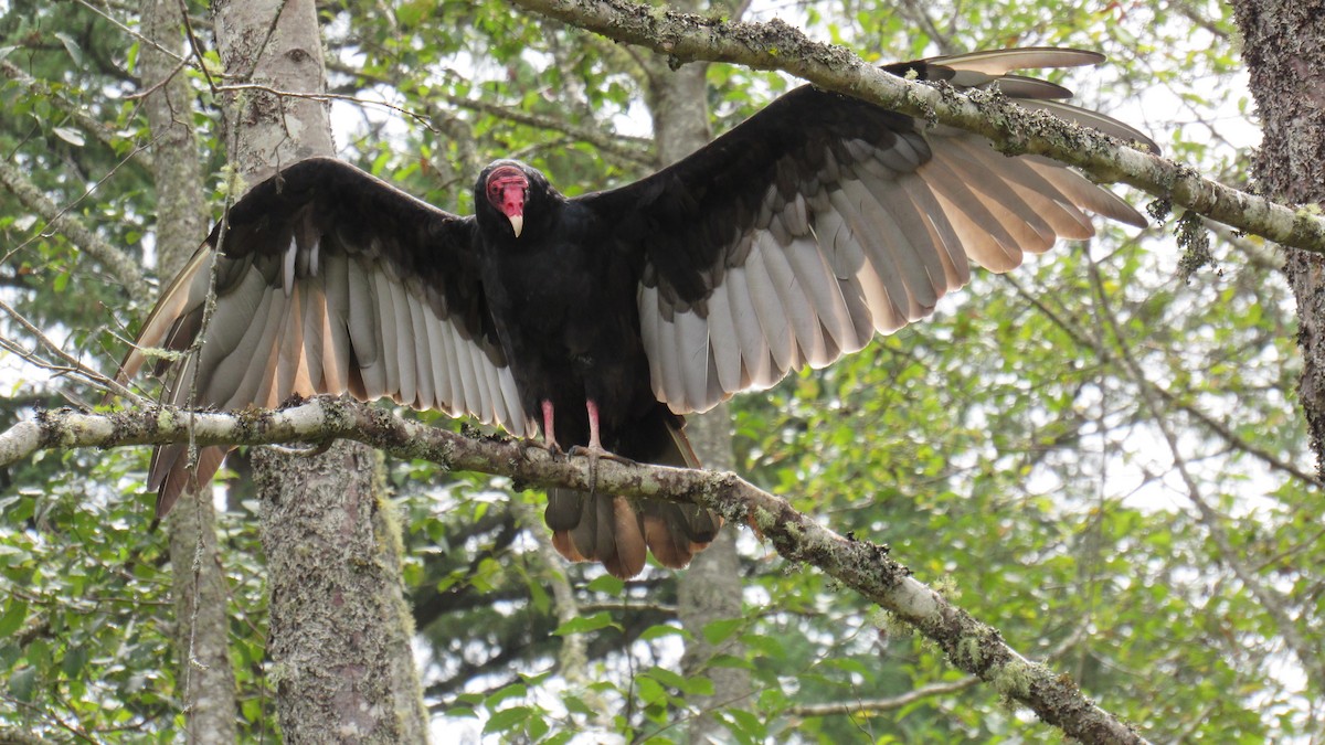 Turkey Vulture - Brett Bohnert