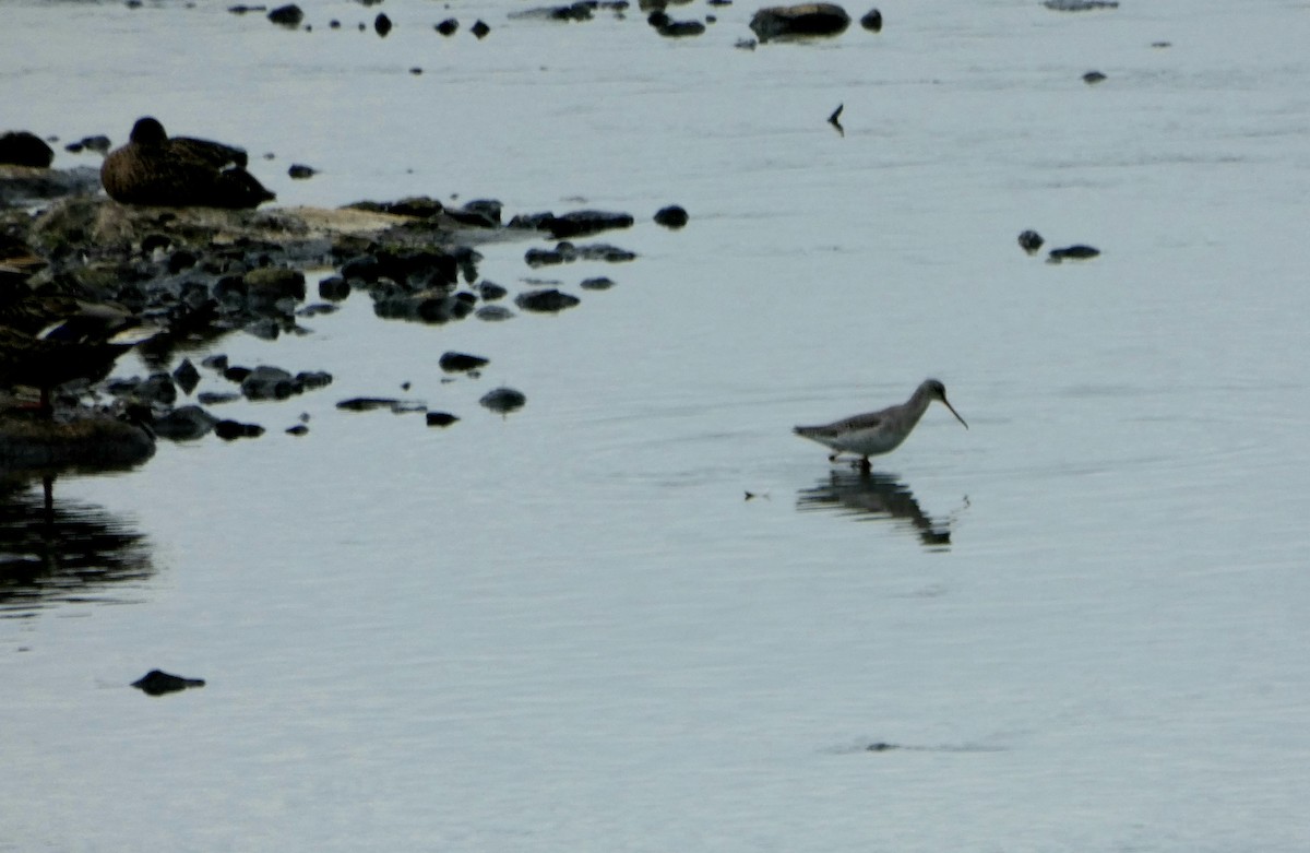 Spotted Redshank - ML174044271