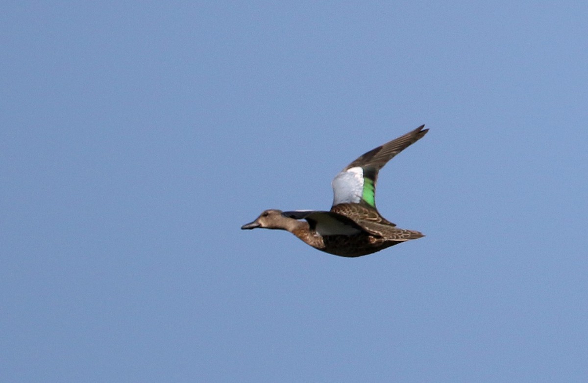 Blue-winged Teal - ML174044781