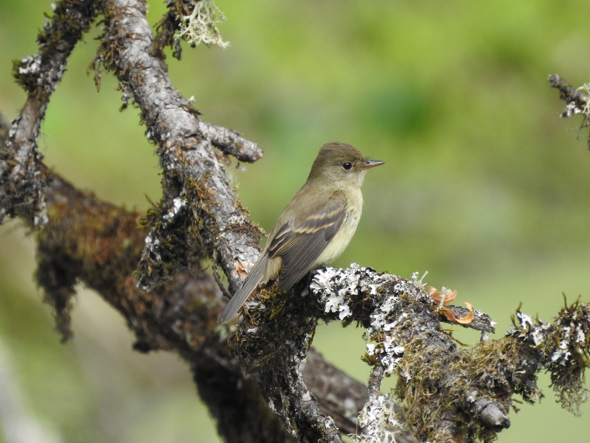 Willow Flycatcher - Timothy Leque