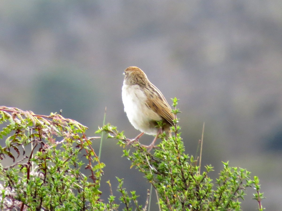 Papuan Grassbird - ML174051491