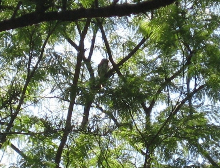 Northern Pygmy-Owl (Cape) - ML174055431