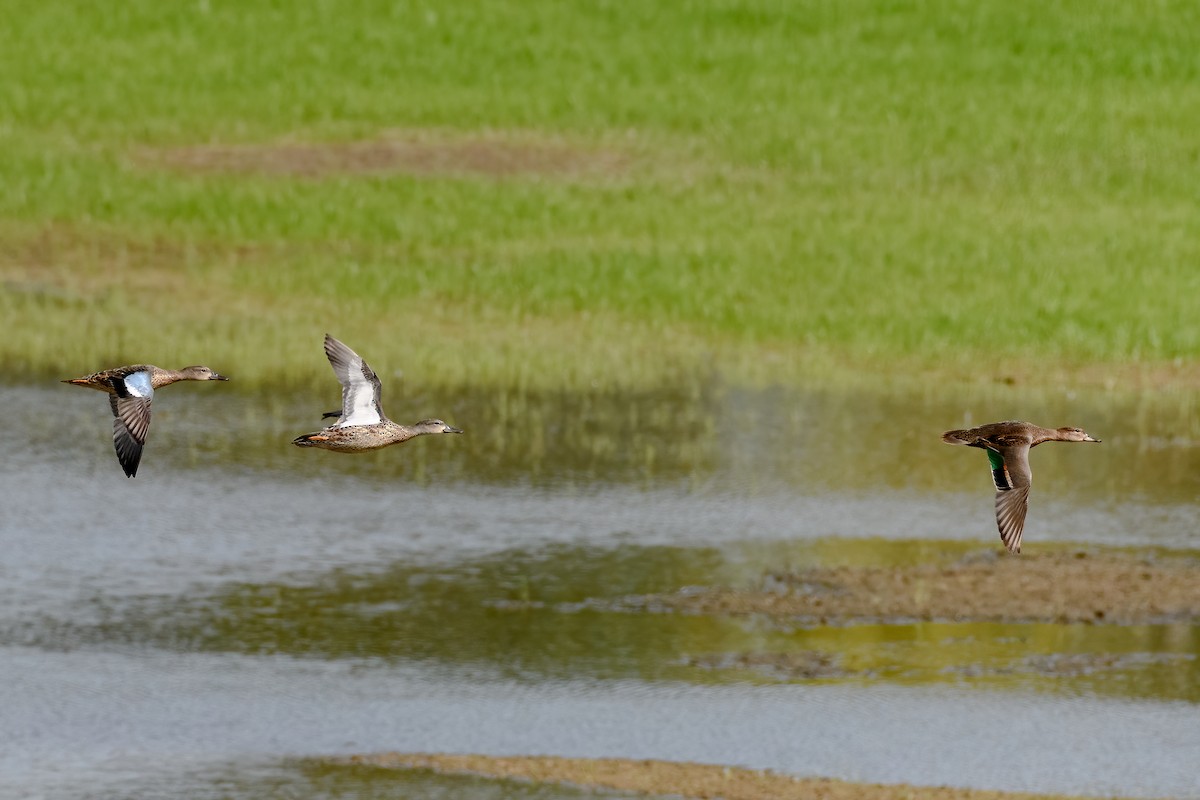 Green-winged Teal - ML174056031