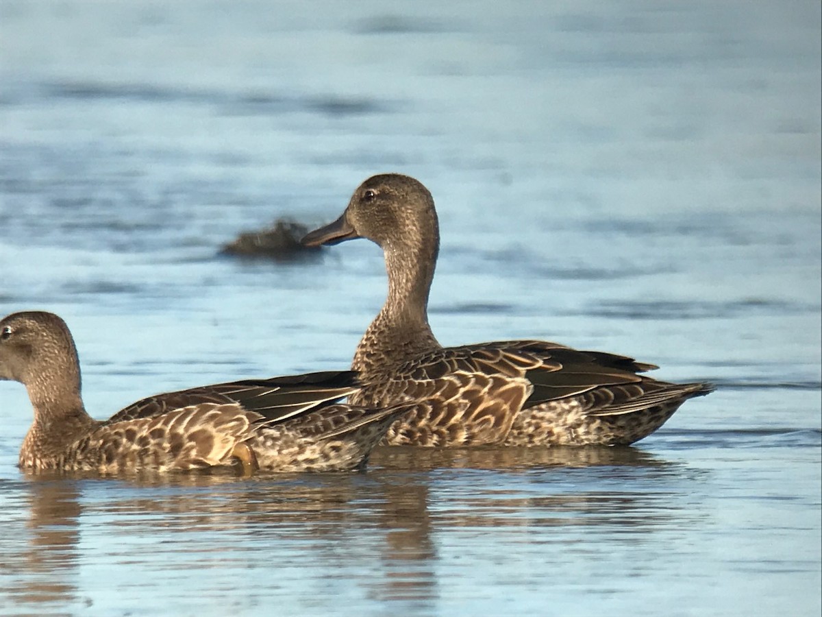 Blue-winged Teal - Jean Carpentier