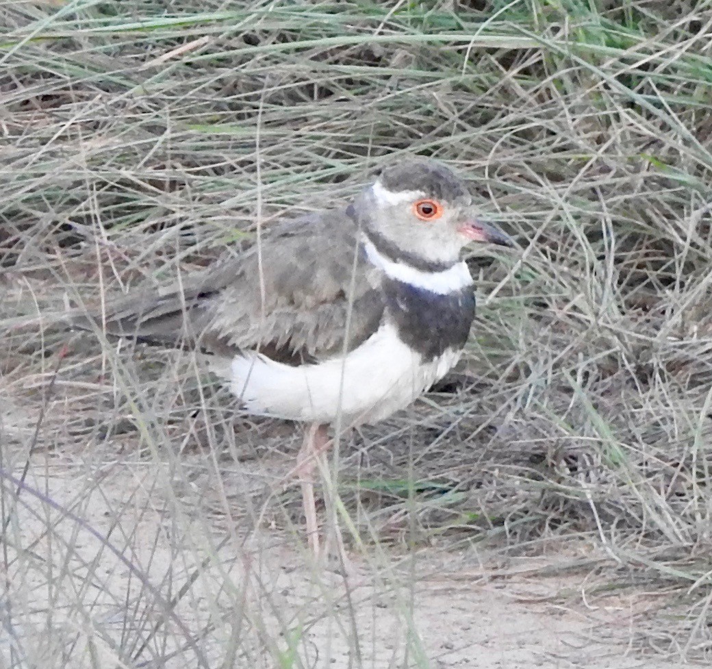 Forbes's Plover - Cathy Theisen