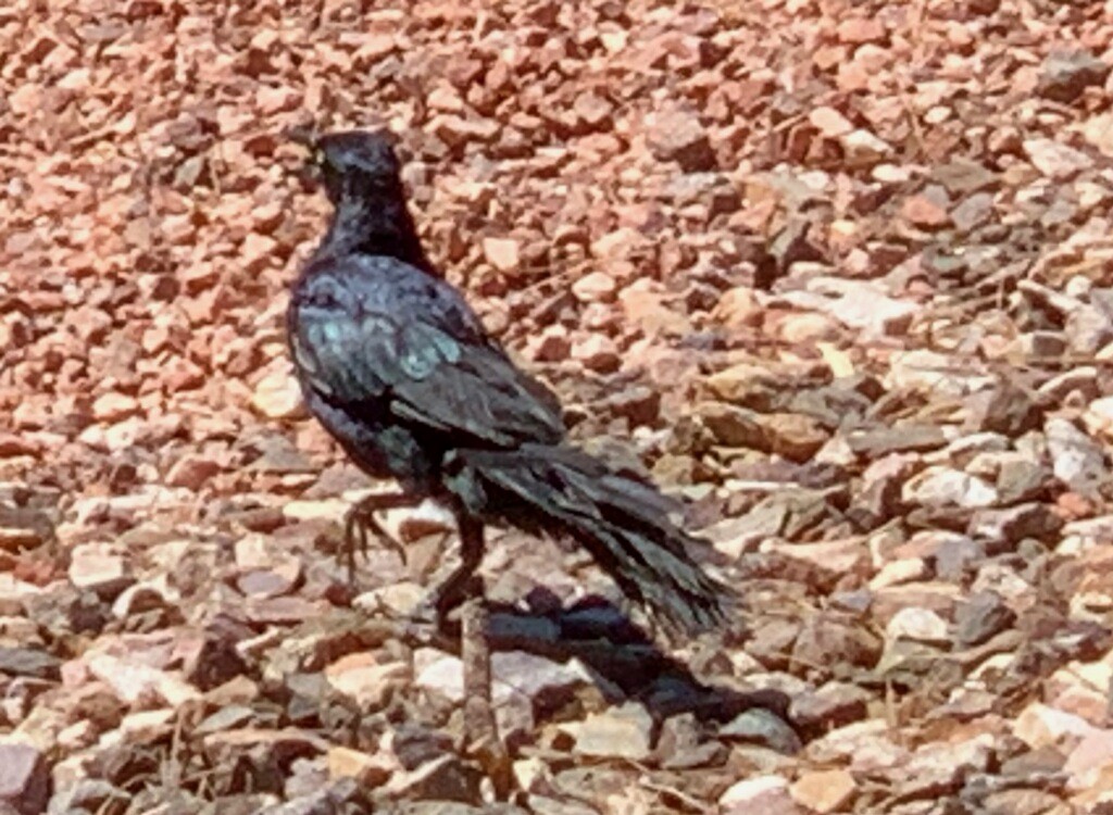 Great-tailed Grackle - ML174068661