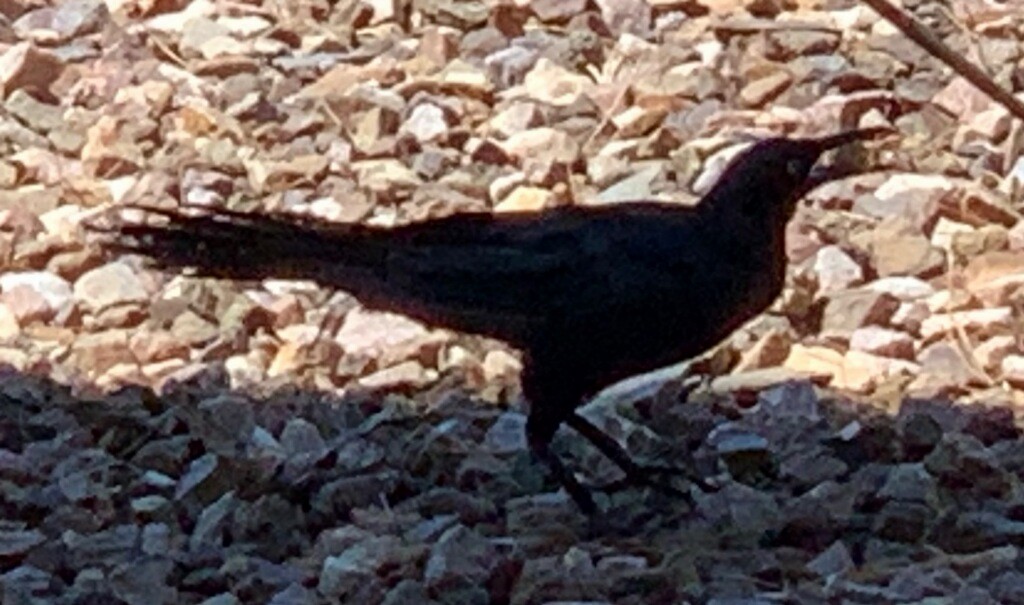 Great-tailed Grackle - ML174068671