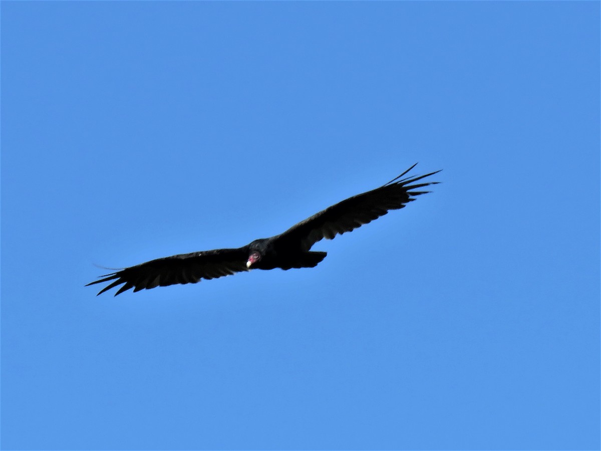 Turkey Vulture - David and Regan Goodyear
