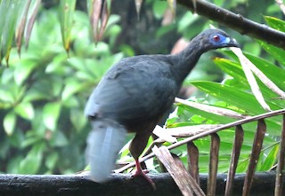 Sickle-winged Guan, ML174082551