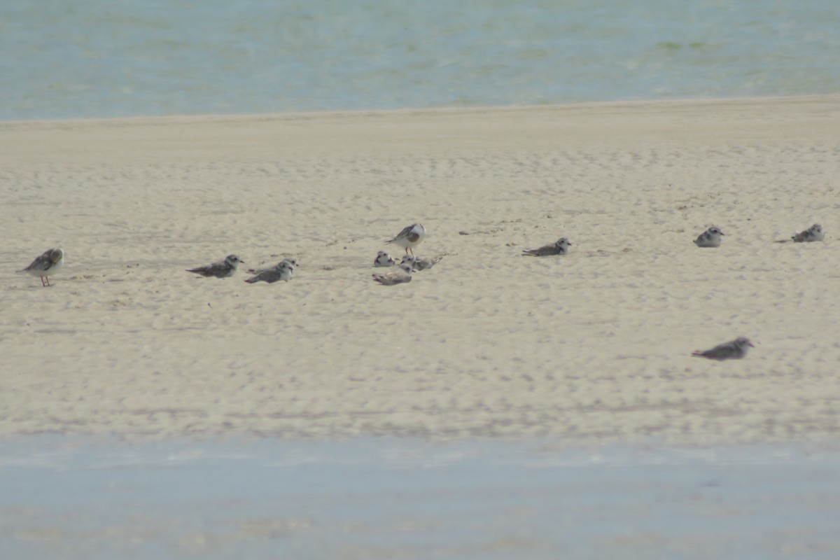 Piping Plover - ML174084231