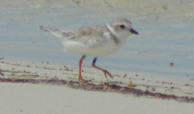 Piping Plover - ML174084271