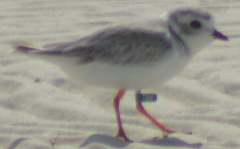 Piping Plover - ML174084401