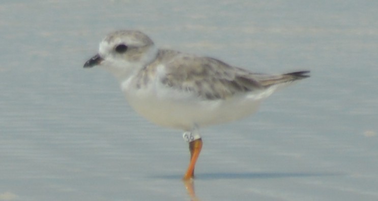 Piping Plover - ML174084491