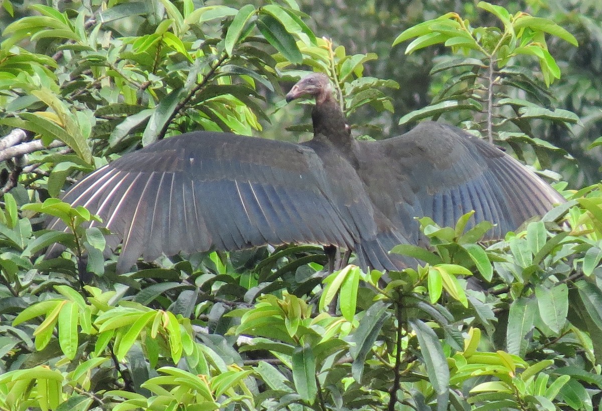 Greater Yellow-headed Vulture - ML174088571