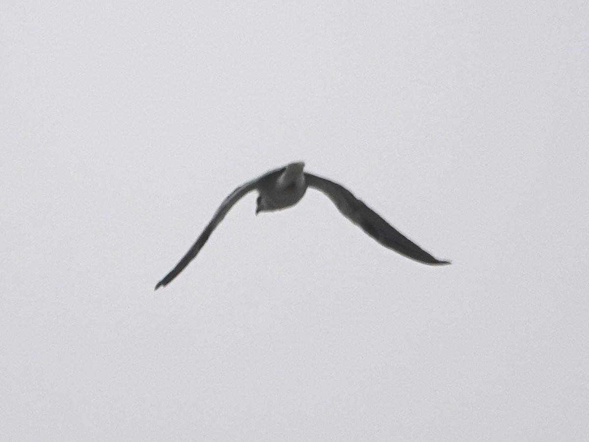 White-tailed Kite - Norman Uyeda