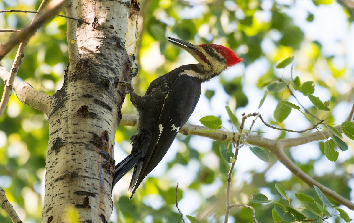 Pileated Woodpecker - Simon Boivin
