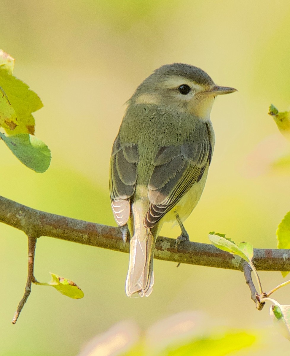 Warbling Vireo - Brian Avent