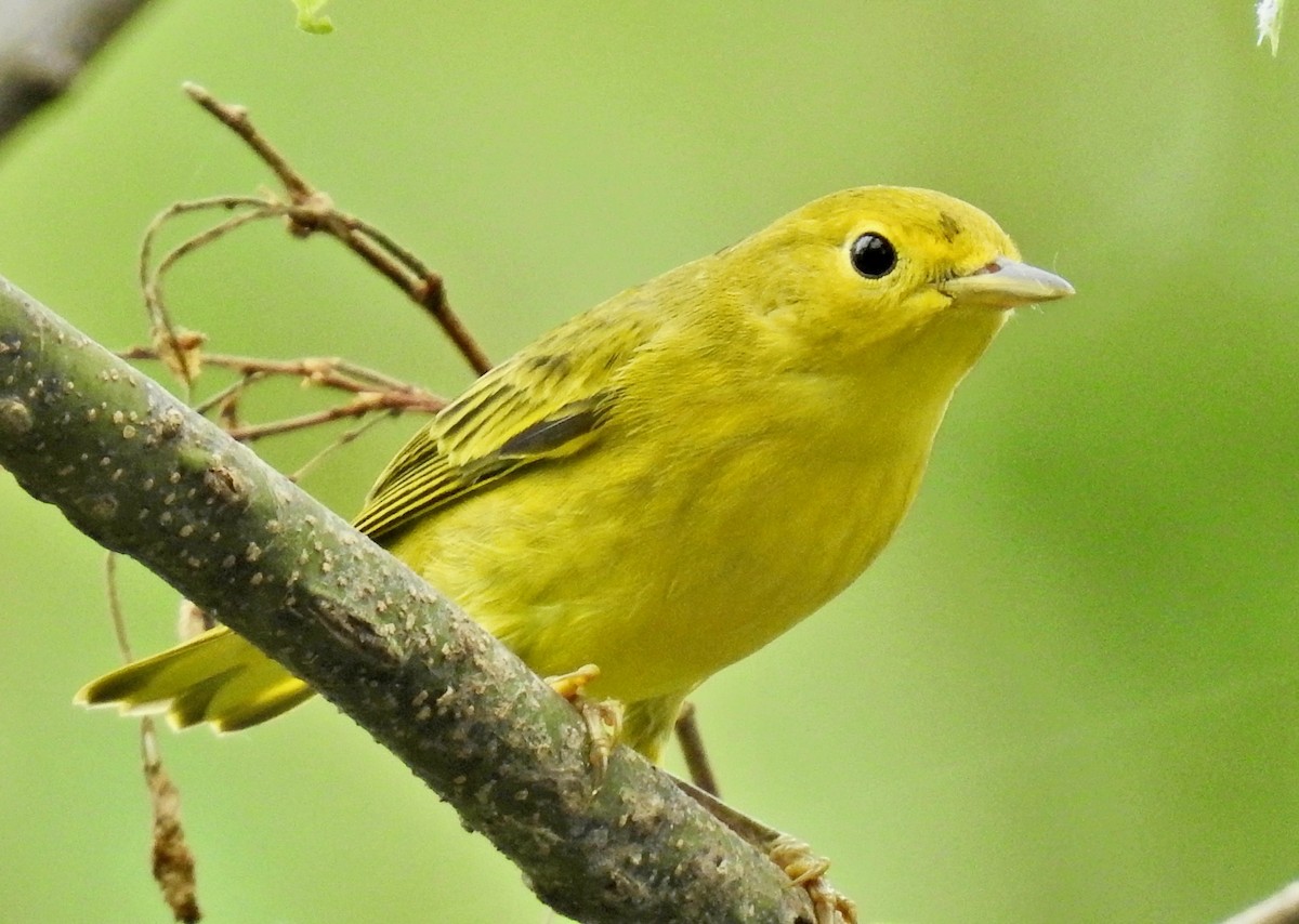 Yellow Warbler - Van Remsen