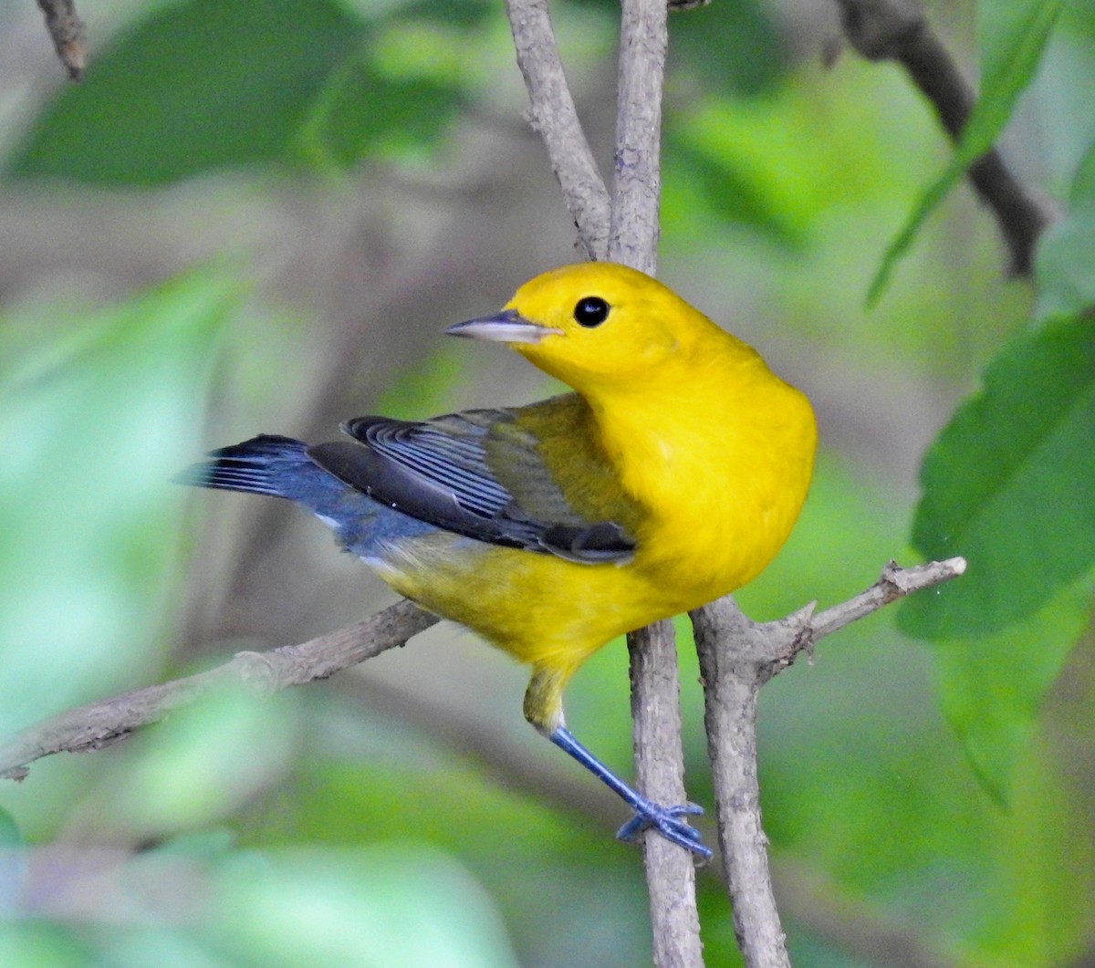 Prothonotary Warbler - ML174104681