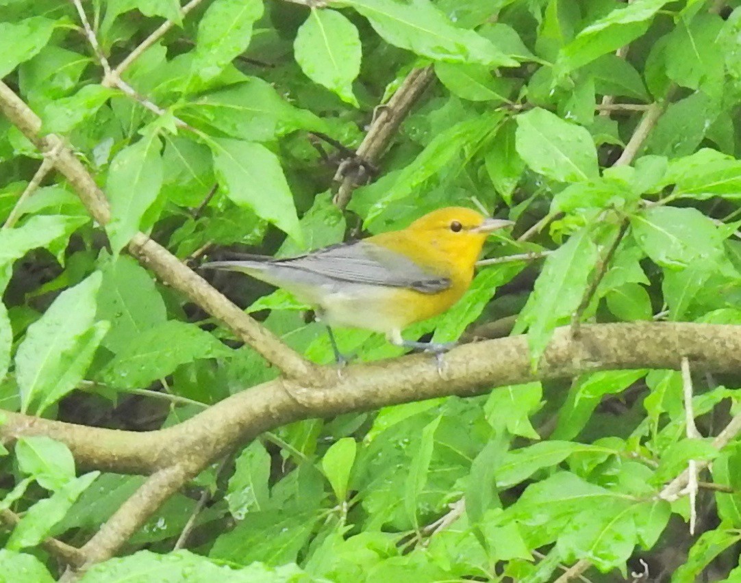 Prothonotary Warbler - ML174104921