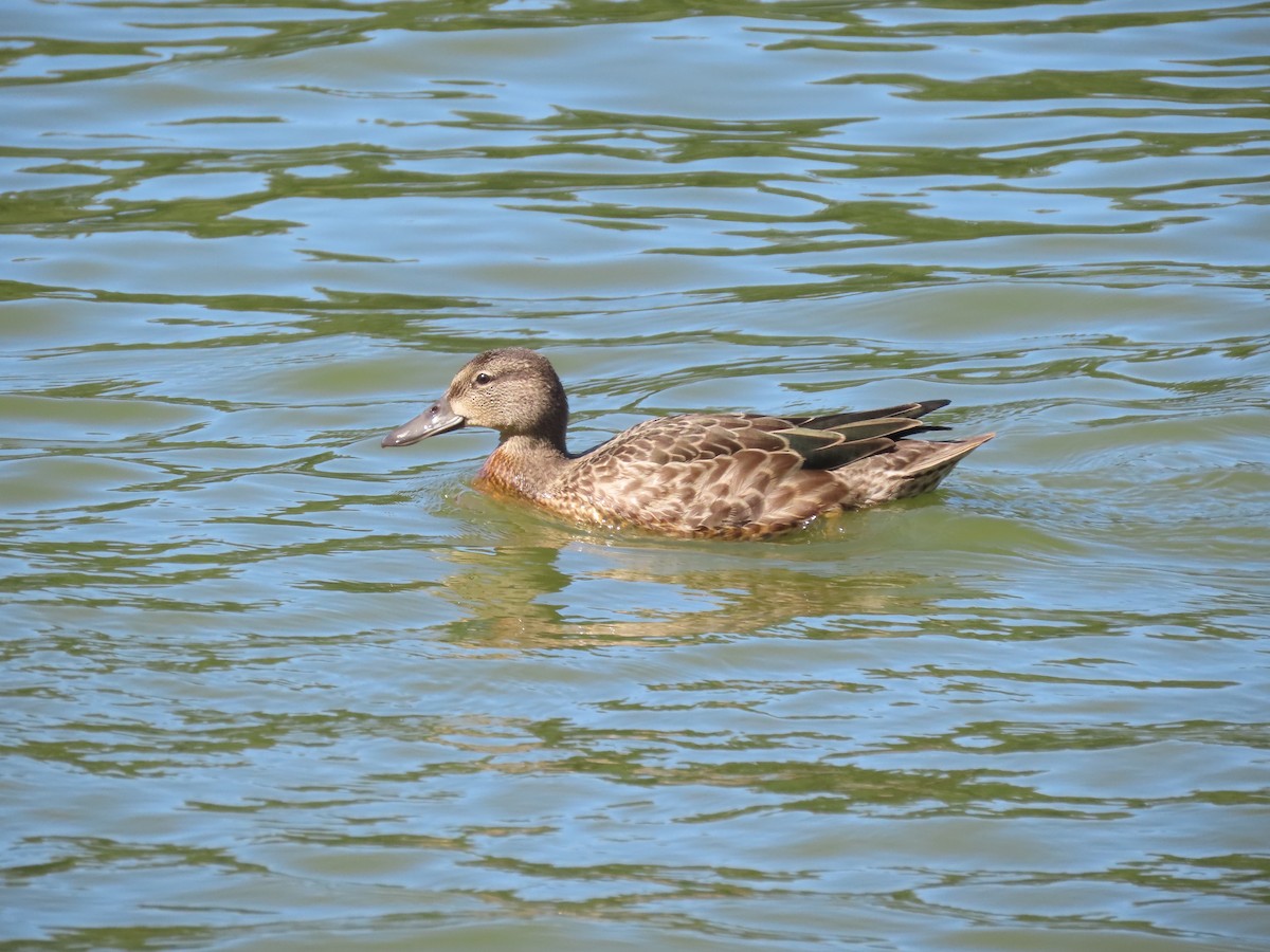 Blue-winged Teal - ML174107511