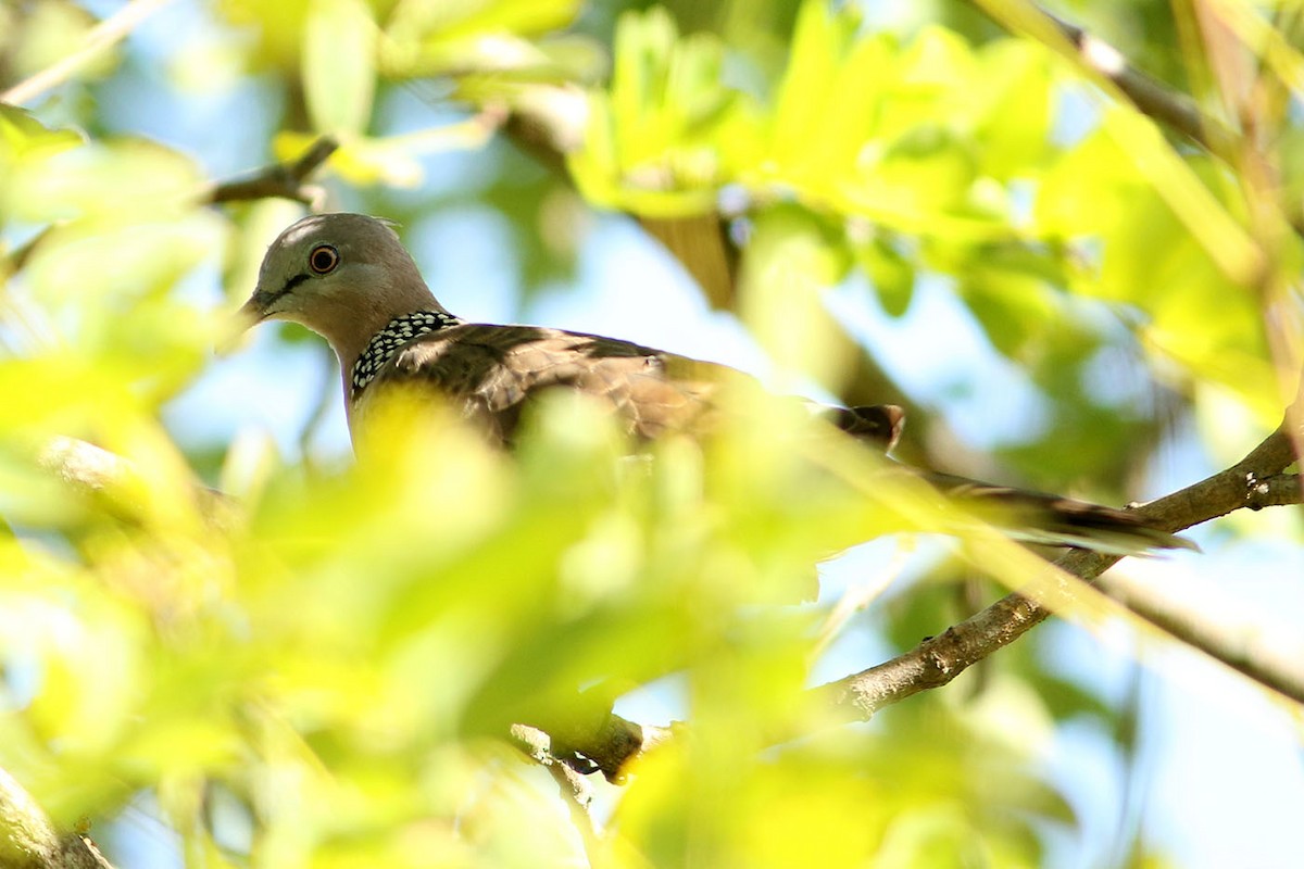 Spotted Dove - ML174112011