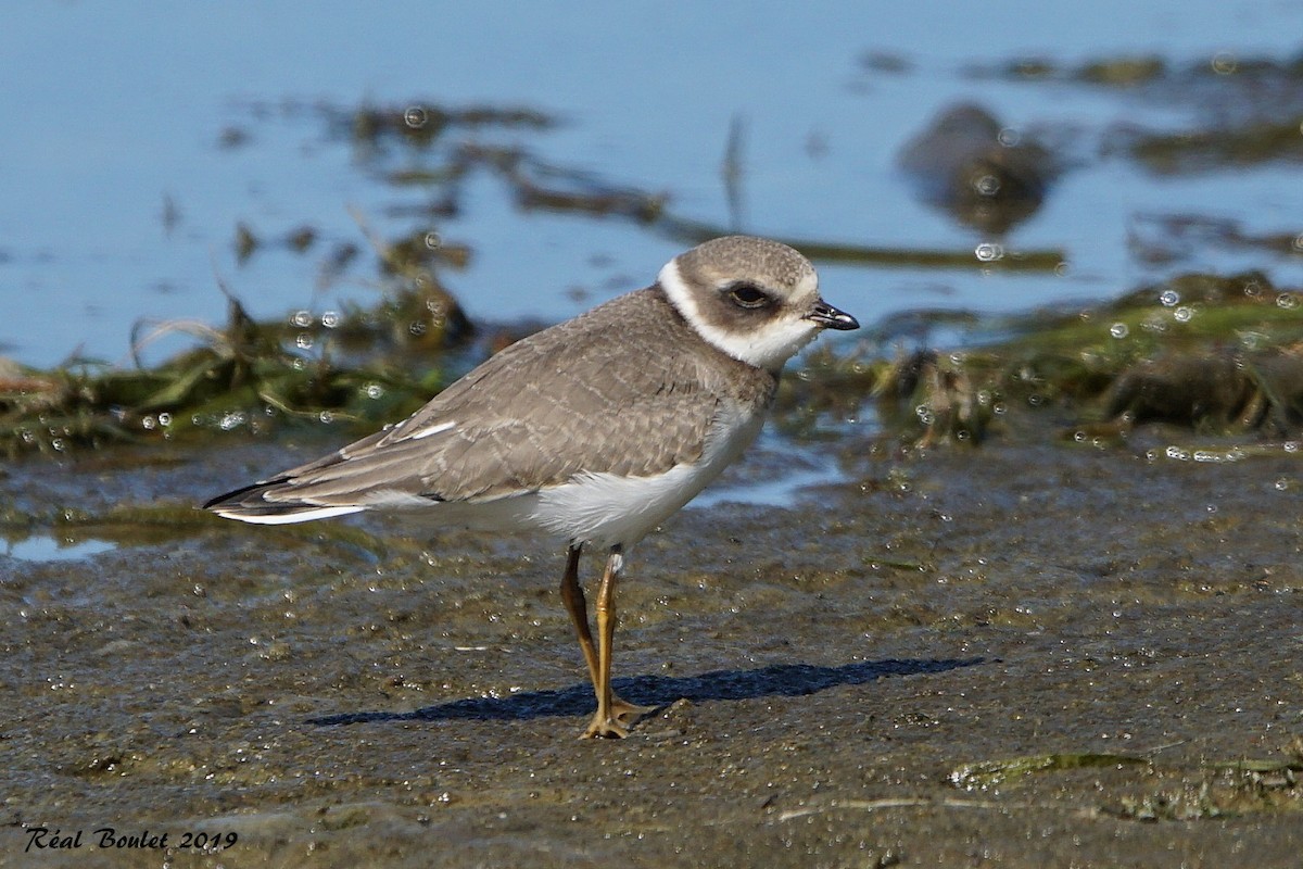 Semipalmated Plover - ML174115951