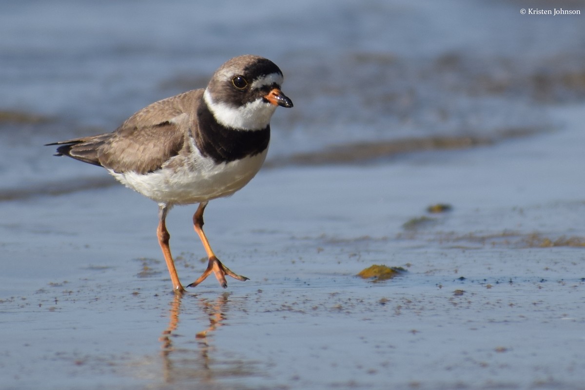 Semipalmated Plover - ML174116441
