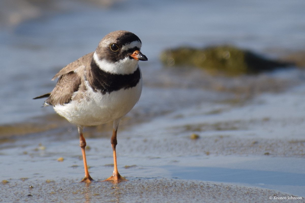 Semipalmated Plover - ML174116481