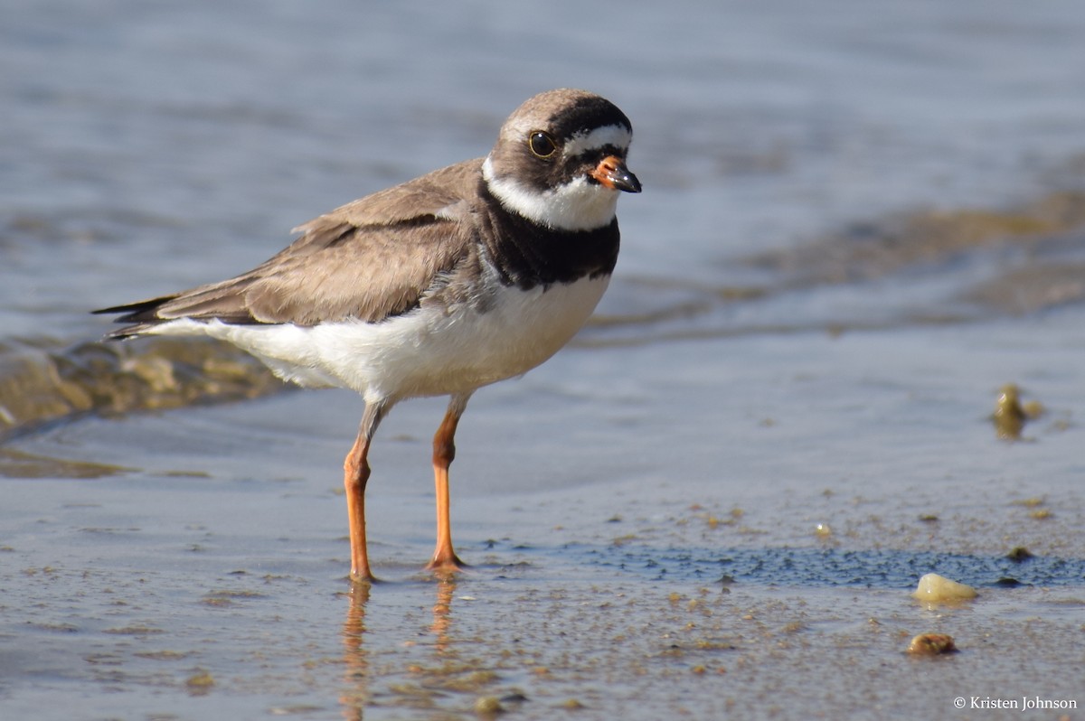 Semipalmated Plover - ML174116561