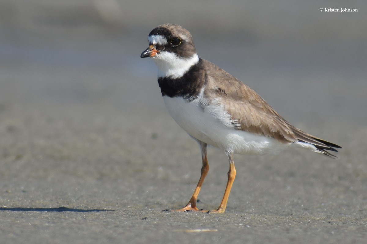 Semipalmated Plover - ML174116671