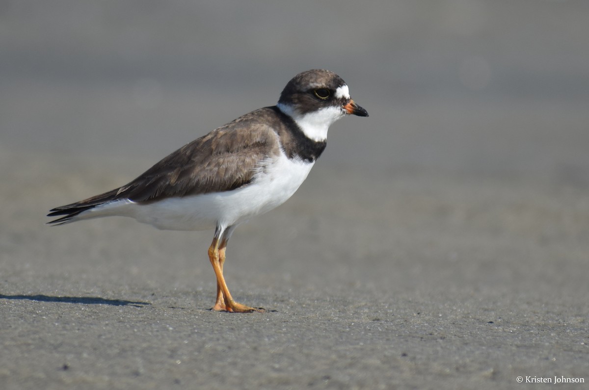 Semipalmated Plover - ML174116721