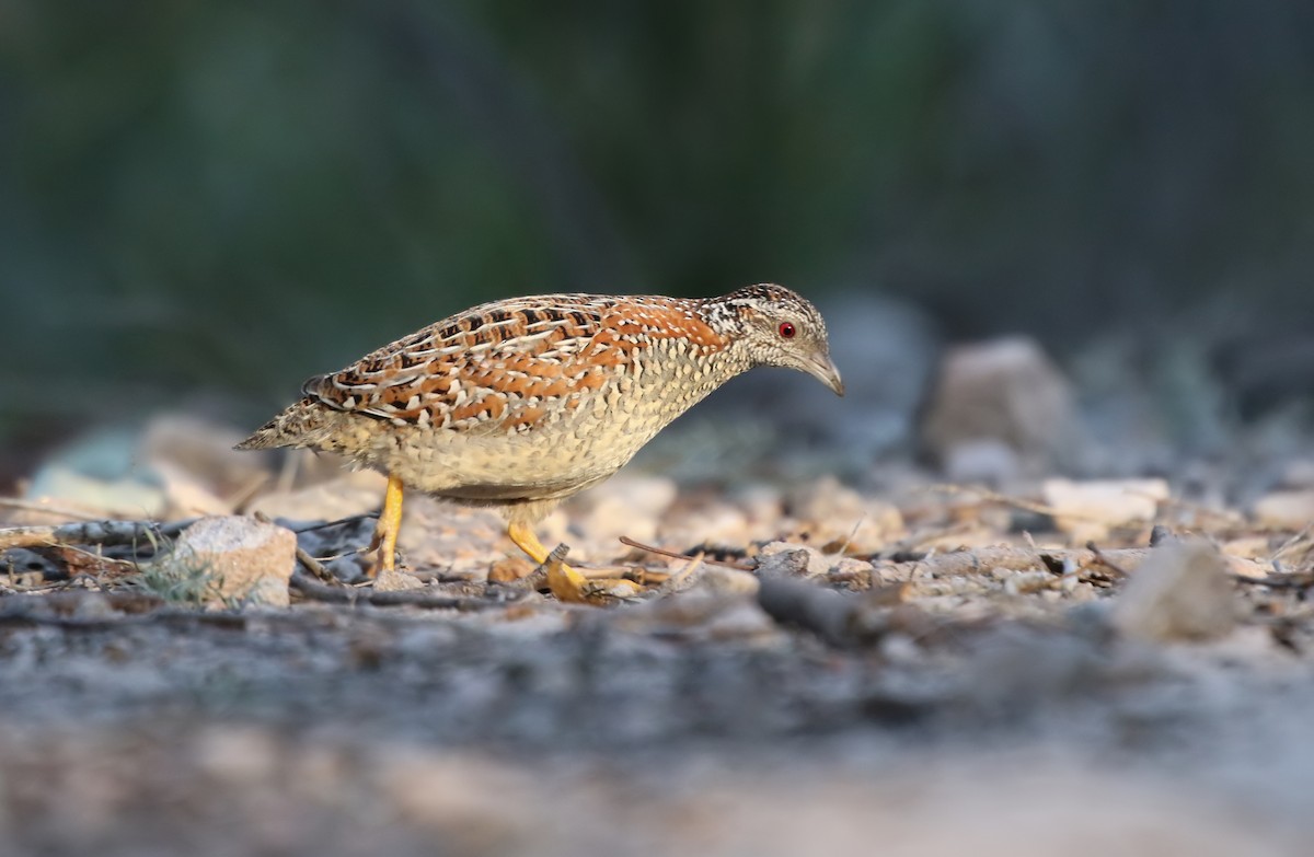Painted Buttonquail - ML174119761